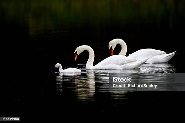 Swan Serenity Stock Photo - Download Image Now - Swan, Family, Cygnet