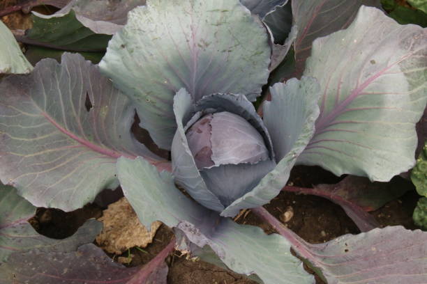 istock Red cabbage growing outdoors in a garden 1467495010