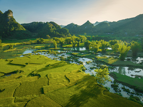 Rice paddies in yellow or harvest season in Cao Bang province, Vietnam