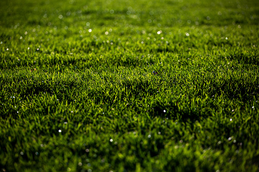 An image of the grass on the soccer field