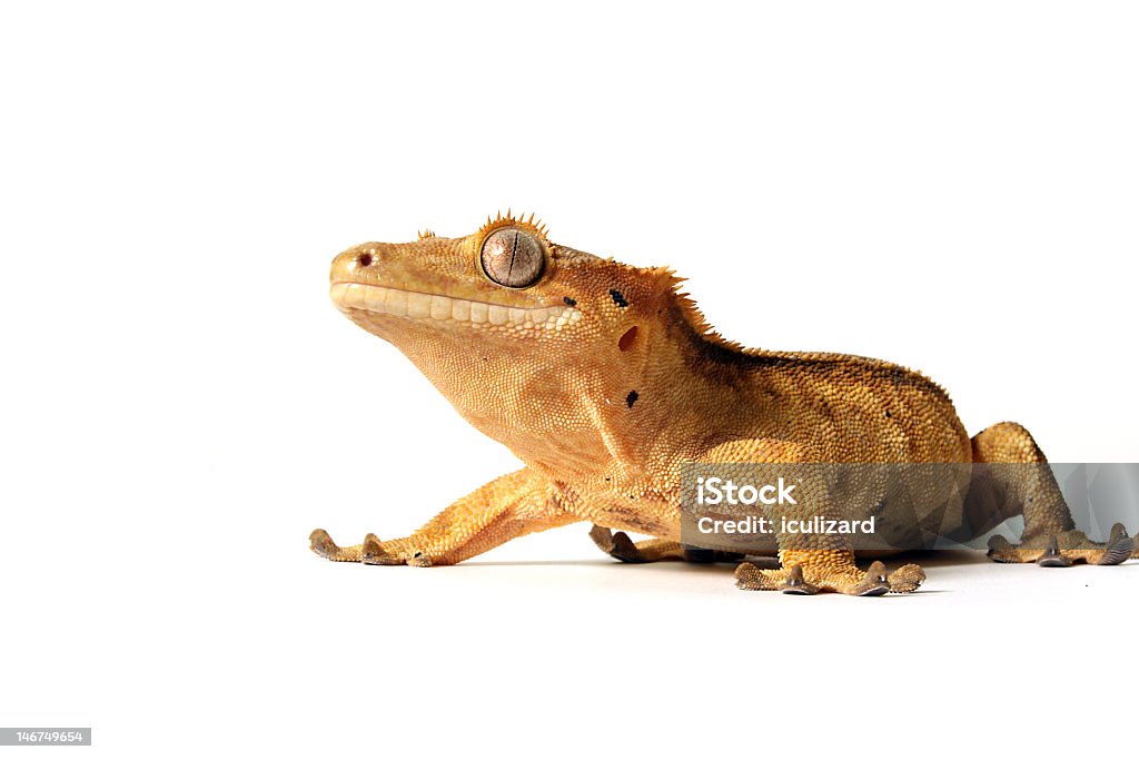 O Gecko - Foto de stock de Animais em Extinção royalty-free