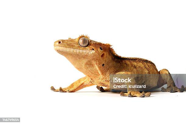 Foto de O Gecko e mais fotos de stock de Animais em Extinção - Animais em Extinção, Animal de estimação, Assistindo