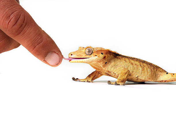 istock Are You Food? 146749655