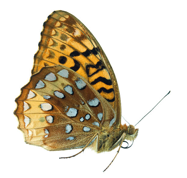 Fritillary Butterfly stock photo