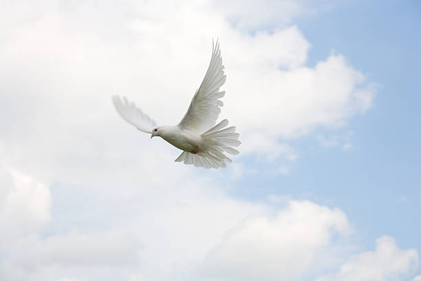 istock Large white dove flying through the sky 146749743