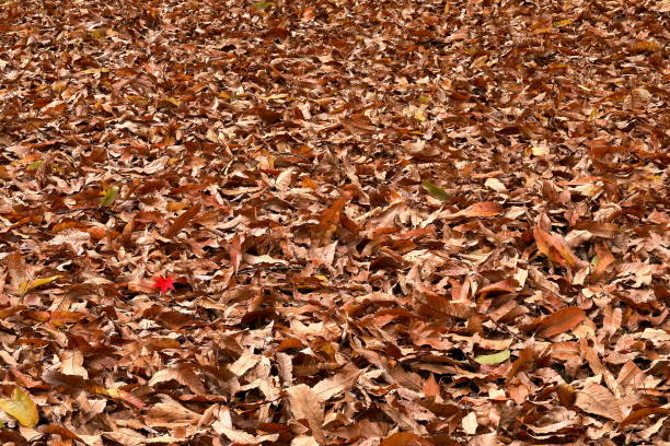 istock Autumn in Japan, red leaves 1467497496
