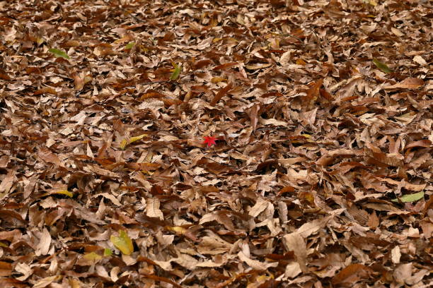 Autumn in Japan, red leaves