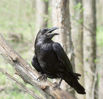 Black raven. Russian nature, wilderness world.