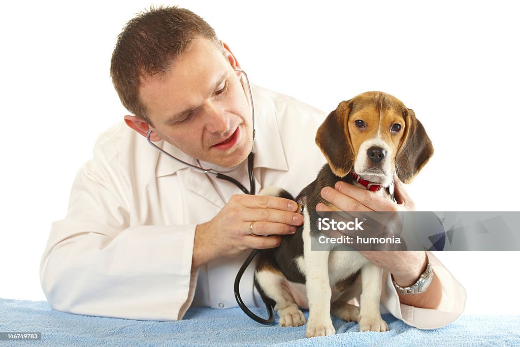 Médecin vétérinaire et un chiot beagle - Photo de Adulte libre de droits