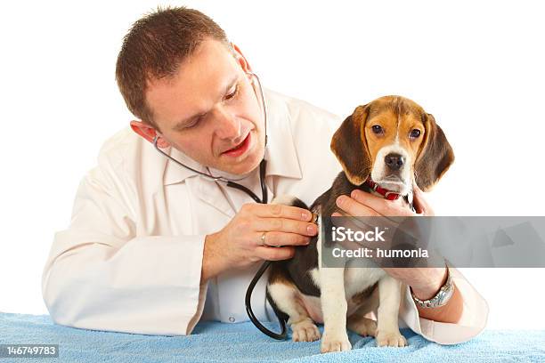 Veterinário Assistente Médico E Um Beagle Cachorrinho - Fotografias de stock e mais imagens de Adulto