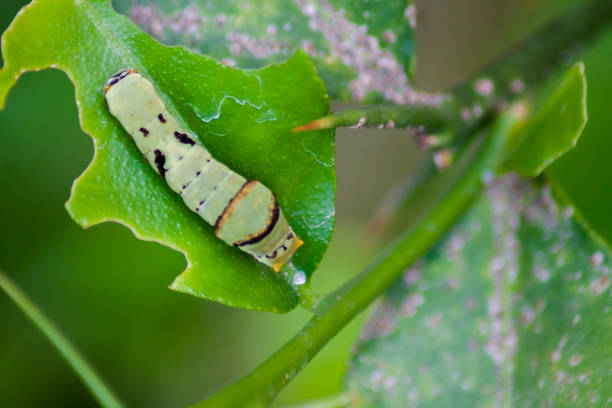 istock Monarch butterfly caterpillar eating milkweed leaf - Danaus plexippus 1467498756