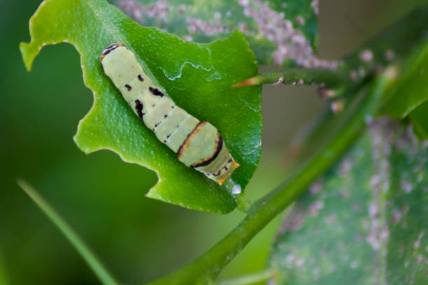 istock Monarch butterfly caterpillar eating milkweed leaf - Danaus plexippus 1467498973