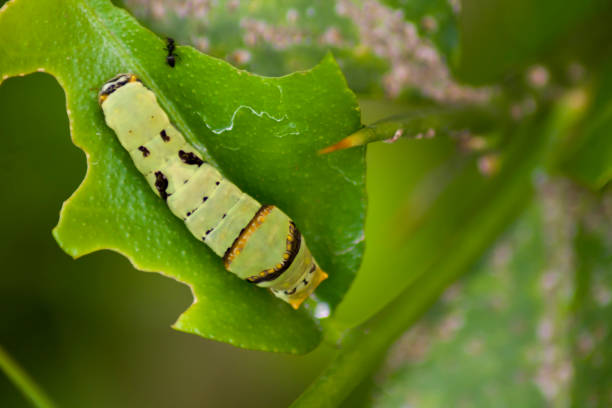 istock Monarch butterfly caterpillar eating milkweed leaf - Danaus plexippus 1467499191