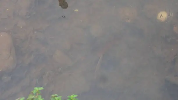 Photo of a group of wild guppies swimming against the current in the shallow water