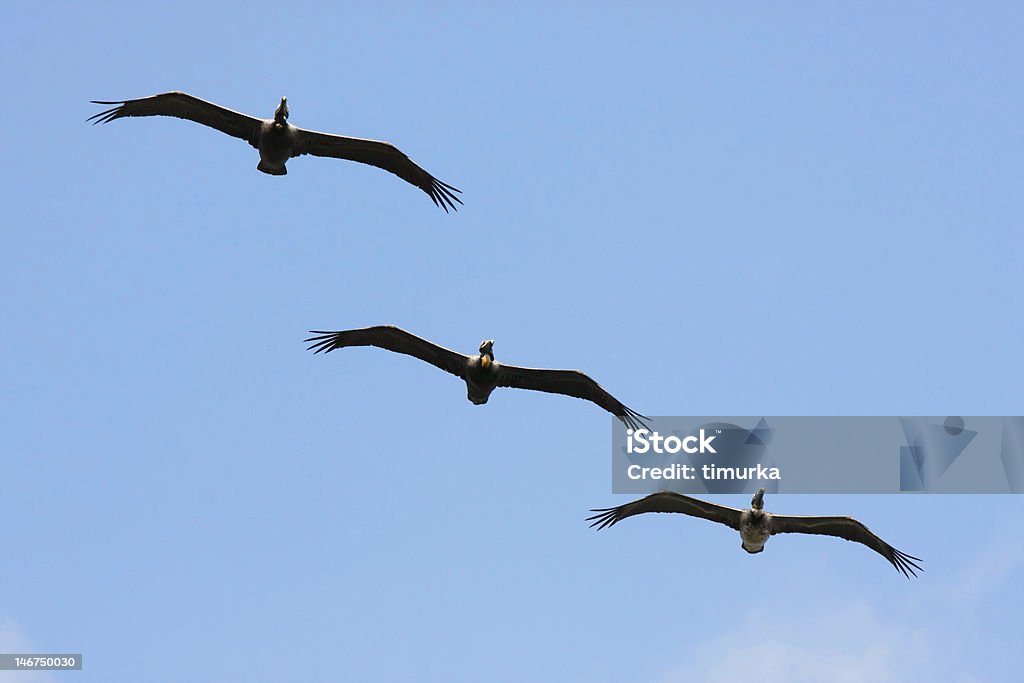 Marrone Pelicans - Foto stock royalty-free di Ala di animale