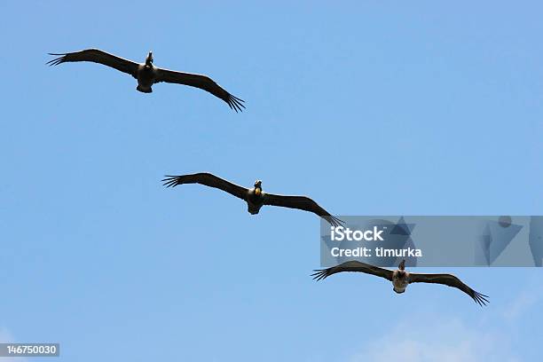 Marrone Pelicans - Fotografie stock e altre immagini di Ala di animale - Ala di animale, Ala spiegata, America Centrale