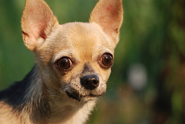 istock The alert Chihuahua dog 146750187