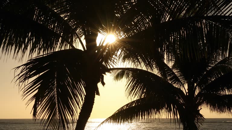 Sun shining through palm trees in Tulum Mexico