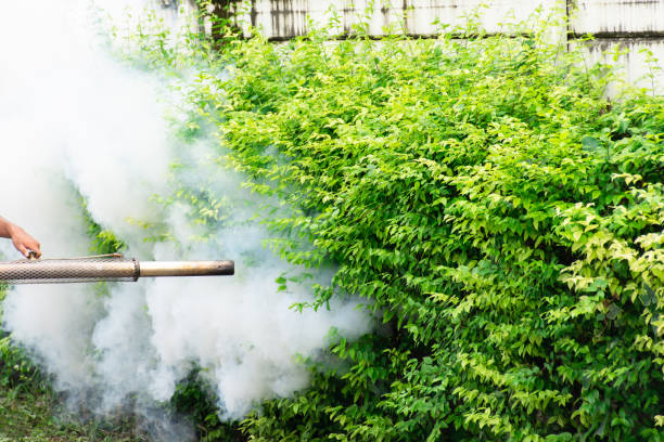 istock Fogging DDT spray mosquito kill for virus protect 1467504523