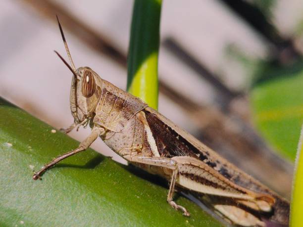 istock a Brown grasshopper perching on a Balinese authentic tree in summer 1467504644