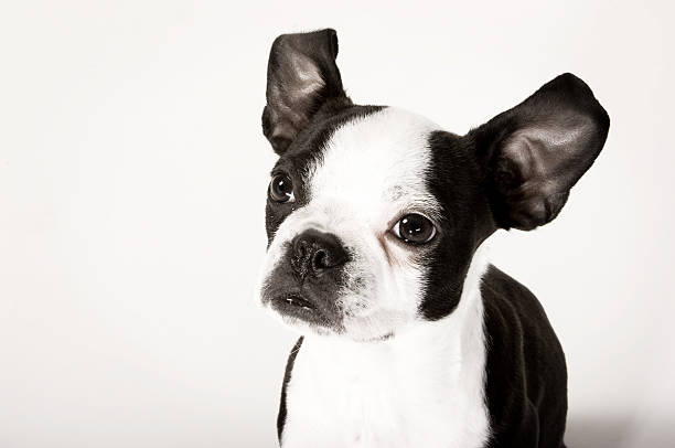 istock Black and White Boston Terrier Puppy Dog 146750468