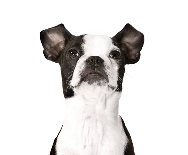 istock Black and White Boston Terrier Puppy Dog 146750469