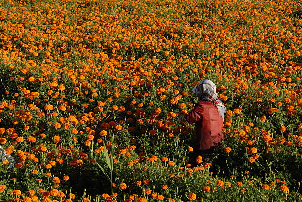 Colorful summer flowers stock photo