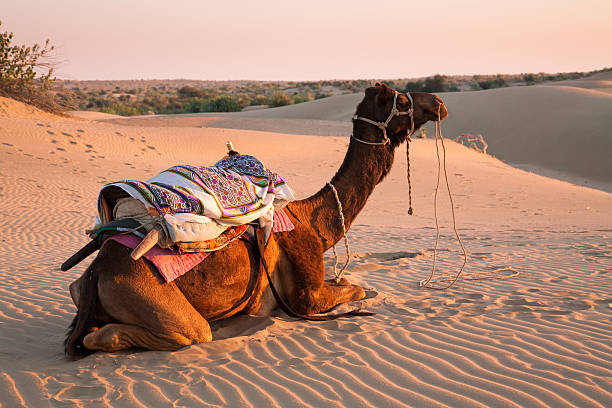 Camel in desert sunset stock photo
