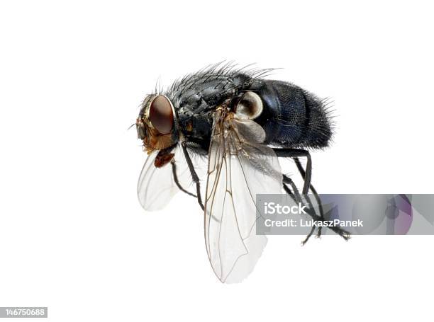 Mosca Doméstica En Vuelo Foto de stock y más banco de imágenes de Mosca negra - Mosca negra, Fondo blanco, Mosca doméstica