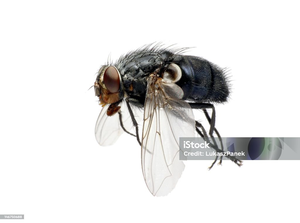 Domestic fly in flight Domestic fly captured in in flight, isolated on white background. Black Fly Stock Photo