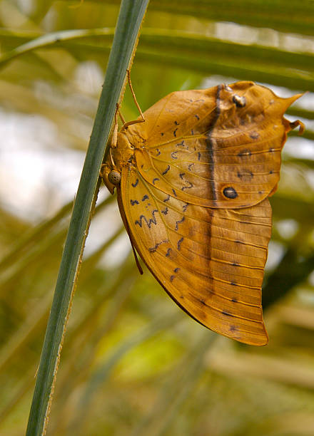 Tropical Garden brown butterfly hanging at bloom lepidopterans stock pictures, royalty-free photos & images