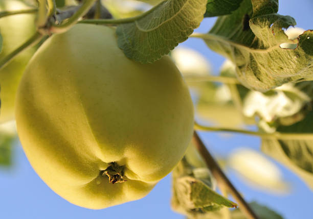 apple in a tree stock photo