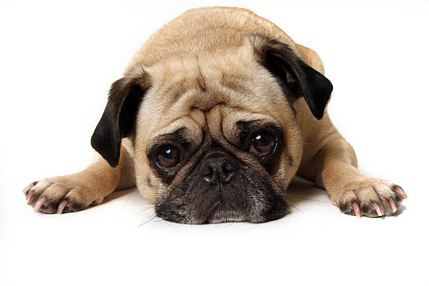 istock Pug puppy laying down with a sad face 146750821