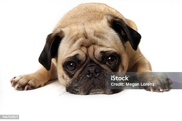 Pug Puppy Laying Down With A Sad Face Stock Photo - Download Image Now - Pug, White Background, Depression - Sadness