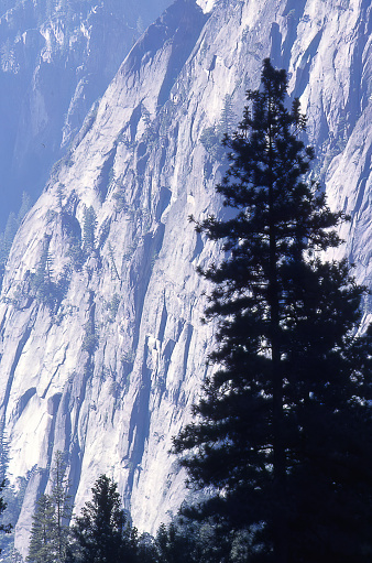 A large pine tree is silhouetted by the granite cliffs that surround Yosemite Valley.