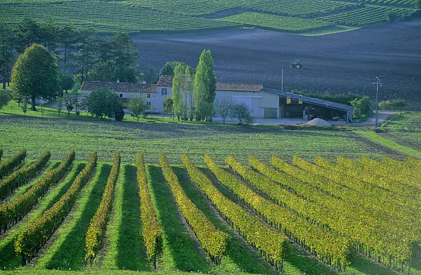 vineyard of the slopes of Saintonge producing cognac and pineau