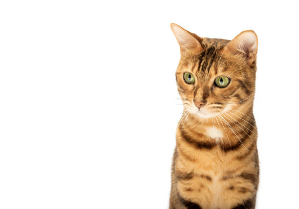 istock Studio shooting of Bengal cats, white background 1467509772