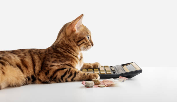 istock The cat counts the remaining money on a calculator on a white background. 1467509785