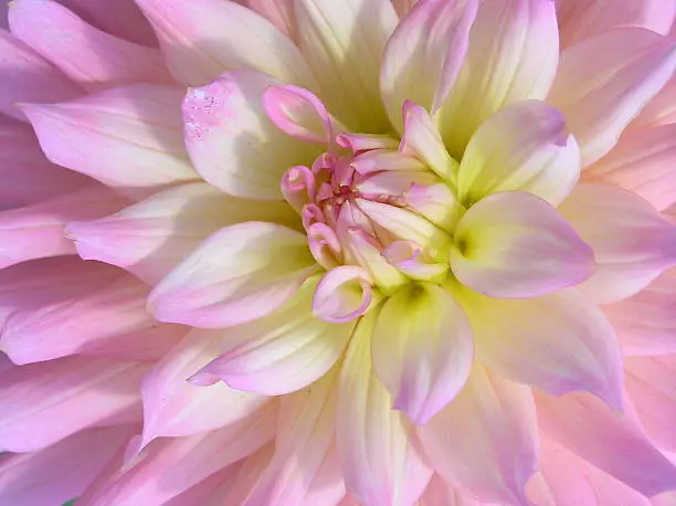 dahlia, pink dahlia, pink flower, pink flower with yellow center, upclose flower, flower upclose, detailed flower