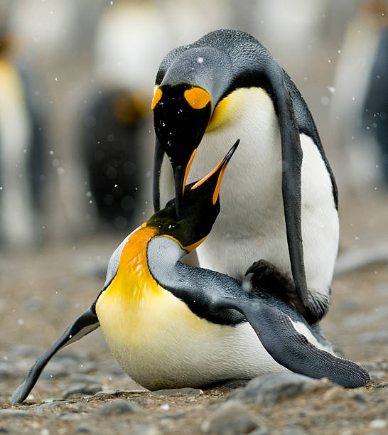 istock Penguins mating in the snow 146751226