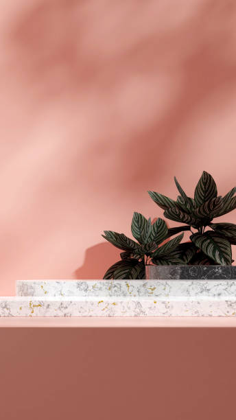 istock mockup scene black and white marble podium in square praying plant and pink  wall 3D render image 1467512327