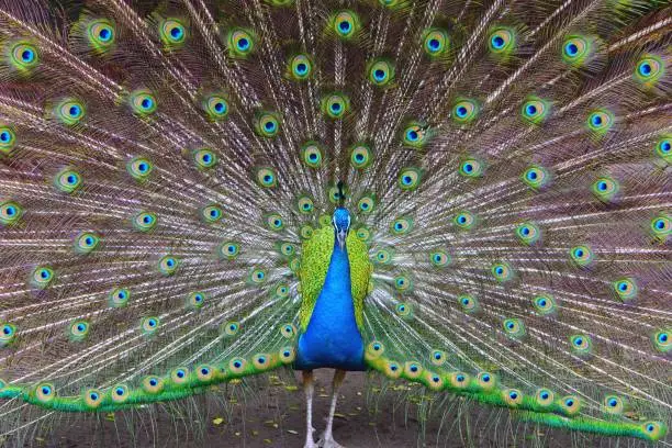 Peacock bird