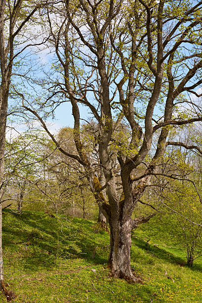 chêne tree - glade forest oak tree tree photos et images de collection