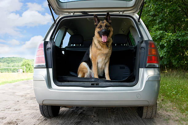 A German Shepherd sitting in the boot of a car