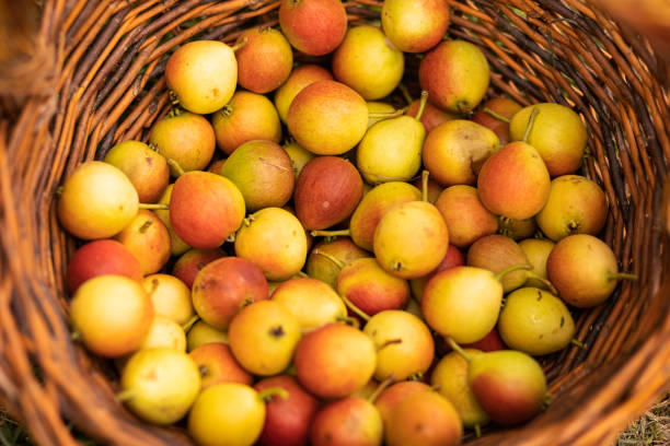 istock Small ripe pears in a wicker basket. autumn harvest 1467515163