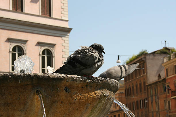 A picture of two doves bathing in a roman fountain.