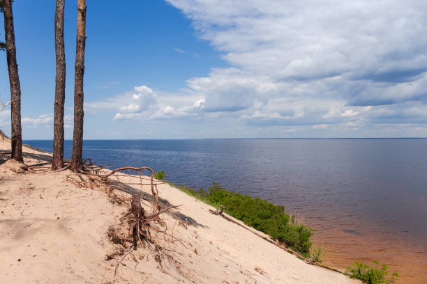 istock Steep sandy reservoir shore with pines with exposed roots 1467519878