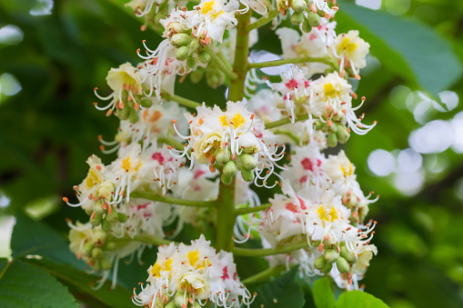 Part of the inflorescence of the horse chestnut on a tree, close-up with shallow depth of field on a blurred background