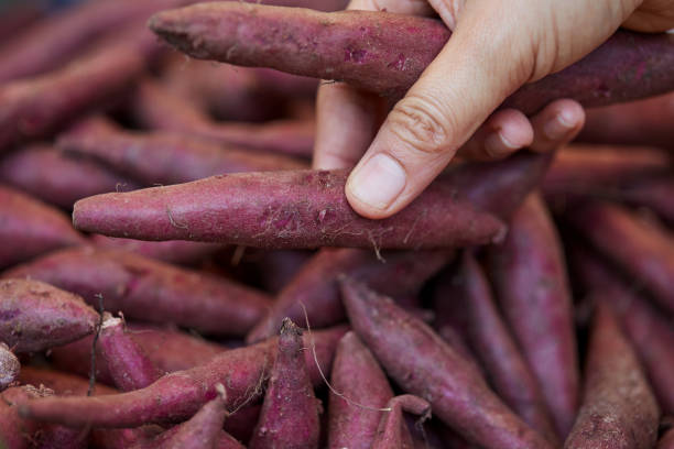 main tenant la patate douce fraîche - root vegetable raw potato human skin root photos et images de collection