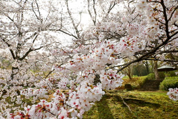 istock Sakura blooming in spring in Japan 1467520535